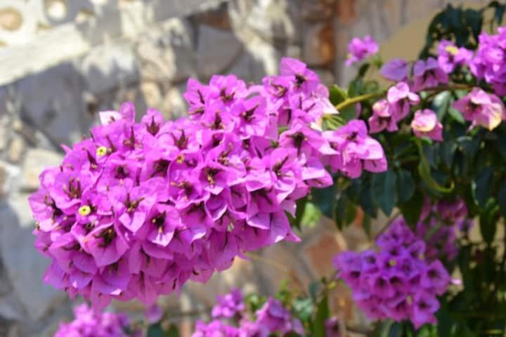 Villa Kadinela, 200M From Kamenjak, Huge Quiet Garden With Barbecue, 2 New Kitchens Premantura Bagian luar foto