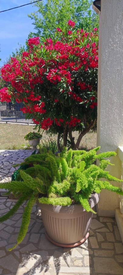 Villa Kadinela, 200M From Kamenjak, Huge Quiet Garden With Barbecue, 2 New Kitchens Premantura Bagian luar foto